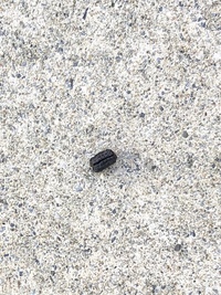 うちのオリーブの木の下に黒いまめのような虫のフンが沢山落ちています 見たと Yahoo 知恵袋
