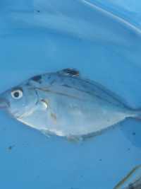 サビキで釣れましたが何と言う魚ですか ヒイラギという魚ですね 口が Yahoo 知恵袋