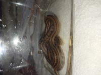 住宅街でヘビ見つけて捕まえました！！
何のヘビですか？ 
