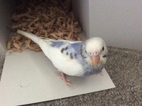 セキセイインコを飼っているのですが セキセイインコはネイルが嫌いで Yahoo 知恵袋