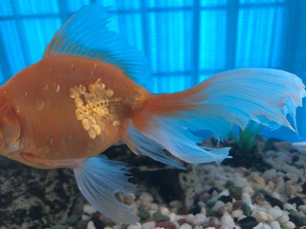 去年の5月から飼い始めた金魚が尾ぐされ病な気がします Yahoo 知恵袋