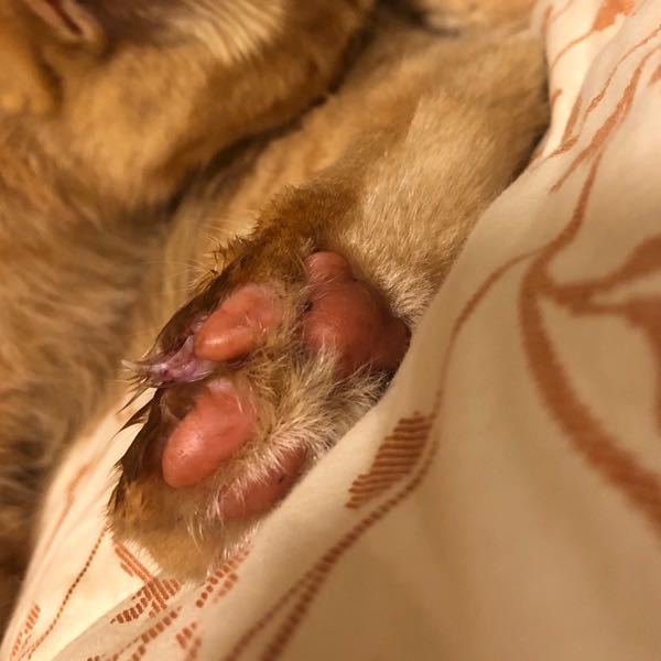 猫の爪の怪我について質問です 画像あり うちの猫は室内 Yahoo 知恵袋