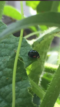 てんとう虫の種類黒いてんとう虫が庭にいました きゅうりの葉の上にいたの Yahoo 知恵袋