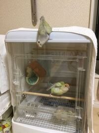 コザクラインコ 雛 のケージへの移動の時期について 今 生後40日 Yahoo 知恵袋