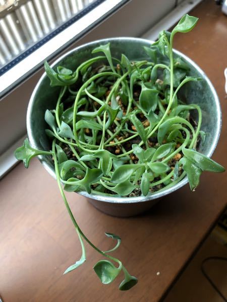 多肉植物のドルフィンネックレスですが、 - カット苗が根付いたのは