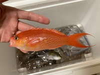 イサキを餌に青物釣れますか 船釣りでイサキを狙う予定です ただ 今回はちょっ Yahoo 知恵袋