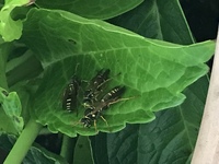 紫陽花の葉っぱを食べたら死ぬんですか 食べ過ぎたら中毒死します 料亭のお Yahoo 知恵袋