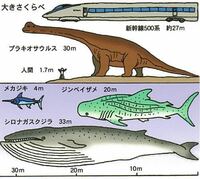 シロナガスクジラの大きさシロナガスクジラは地球史上最大の動物で最大体長 Yahoo 知恵袋