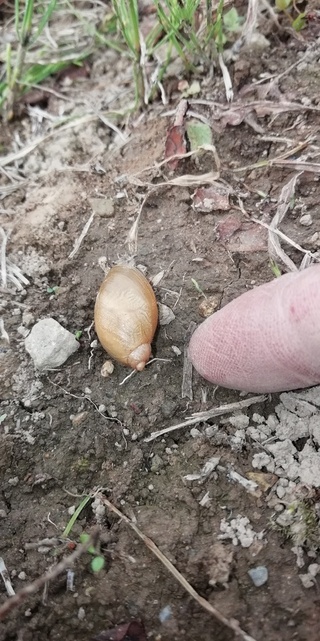 これは外来種ですか カタツムリ相馬市にて大きさは少し大きく白 Yahoo 知恵袋