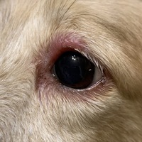 緊急 飼い犬の片目まぶたが赤く腫れてしまいました 散歩に行 Yahoo 知恵袋