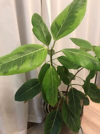 ゴムの木の植え替えを行ったところ 翌日葉が垂れてしまい 茎も少し柔らかくなっ Yahoo 知恵袋