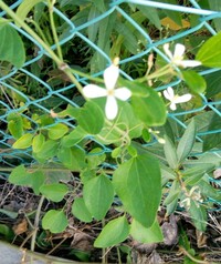 この白い花弁が4枚の花を付ける蔓性の植物の名前を教えて下さい Yahoo 知恵袋