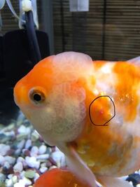 今朝 飼っている金魚の体に急に赤い内出血のようなものができていました 写真 Yahoo 知恵袋