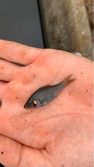 この魚なんて名前かわかりますかー 田んぼ横の用水路のお Yahoo 知恵袋