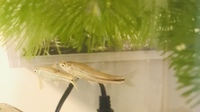 子どもが近所の住宅地内にある川 用水路 で魚を捕まえてきました 何の Yahoo 知恵袋