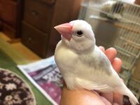 文鳥の鳴き声がうるさすぎる メスの白文鳥 現在1kのマンション Yahoo 知恵袋