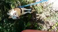 犬を散歩させていると 犬が土や葉っぱを食べようとします これって問題ない Yahoo 知恵袋
