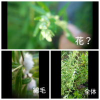 緑色のフワフワした花の植物はなんという名前でしょうか 葉や茎はすー Yahoo 知恵袋