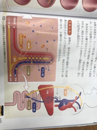 中学2年理科の消化と吸収の単元について質問です 脂肪は胆汁 膵液 Yahoo 知恵袋