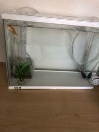 カードキャプターさくらとツバサクロニクルについて カードキャプター Yahoo 知恵袋