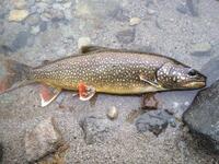 日光中禅寺湖で釣れたトラウト系の魚は 一般的には釣った後食べるのですか ７ Yahoo 知恵袋