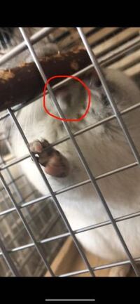 飼い始めの 小動物のチンチラについていくつか質問したい事があります まず Yahoo 知恵袋