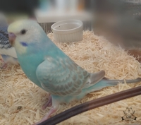 生後１ヶ月セキセイインコパステルレインボーの子です 雄雌判定の得意な方 Yahoo 知恵袋