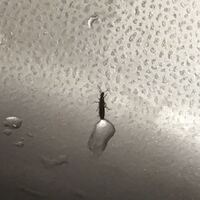 台所のシンクに1mm程度の虫がいます 朝起き シンクを見ると Yahoo 知恵袋