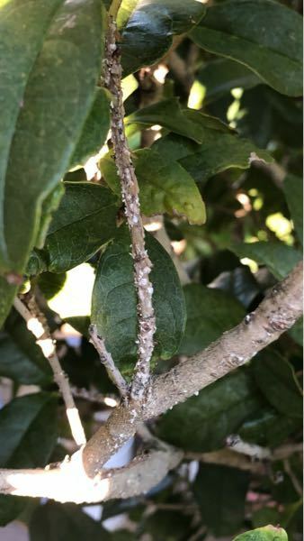 キンモクセイの枝に白い小さな何か 虫 カビ がびっしりくっついていま Yahoo 知恵袋