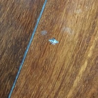 台所に虫がいました 茶色 ベージュ のような色の細長い虫が雲の糸のよう Yahoo 知恵袋