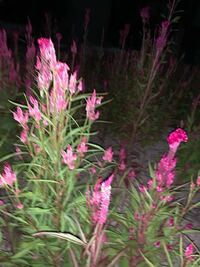 空き地に咲いていた花の名前を教えてください ピンク色で 高さは50cm Yahoo 知恵袋