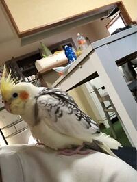 オカメインコのフライトスーツについて質問です うちには 生後一ヶ Yahoo 知恵袋