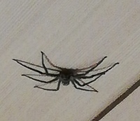 なぜ アリやクモなどが天井でさかさになっていても 下に落ちない Yahoo 知恵袋