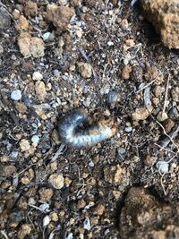 ミニトマト バジルに幼虫がたくさん発生して 葉だけでなく 実まで食べ Yahoo 知恵袋