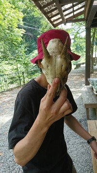 頭蓋骨は物にたとえるとどのくらいの硬さですか カボチャと同等です Yahoo 知恵袋