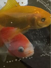 一匹金魚の目玉が飛び出てしまい 他の金魚と別に今は治療してますが 飛び出 Yahoo 知恵袋