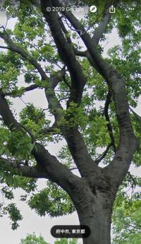 エゴノキ アオダモの挿し木剪定したハクロニシキの長い枝 １ｍくらい を野 Yahoo 知恵袋