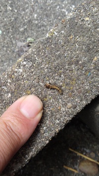 ﾋﾏﾜﾘについたこの虫はなんですか 庭に植えたミニひまわりの葉 Yahoo 知恵袋