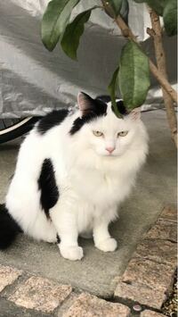 この猫の種類わかる人いますか 飛び白黒の長毛雑種でも長毛がいるの Yahoo 知恵袋