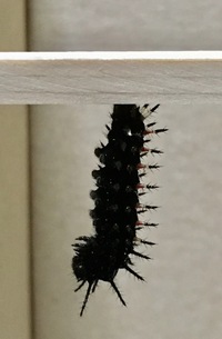 ツマグロヒョウモンの蛹が 蛹化後二週間近く経ちますがまだ羽化しませ Yahoo 知恵袋