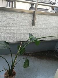 観葉植物を育ててますが 新しい葉っぱが３ヶ月たってもひらかず茎だけが太 Yahoo 知恵袋