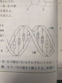 Dna全体について塩基の組成 数の割合 を調べたところ Aの Yahoo 知恵袋
