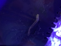 アクアリウムについて 海水魚の水槽にゴカイが大量発生 Yahoo 知恵袋