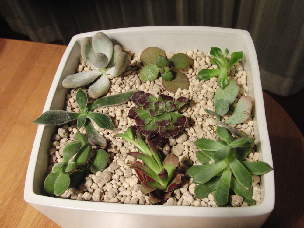 多肉植物カット苗の育て方をお願いします。 - 調べたら、買ったままの