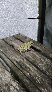 このカエルの種類は何でしょうか ベランダにいます ニホ Yahoo 知恵袋