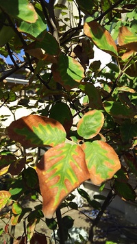 庭植え9年目のジューンベリーですが 現在葉がこのように枯れてきています Yahoo 知恵袋