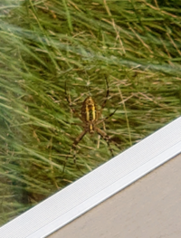 背中に白い斑点のあるこのクモは何グモですか この夏にずっと同じ場所で巣を Yahoo 知恵袋