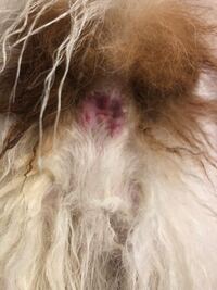 画像つけてます 犬の肛門のです 気持ち悪いと思う方は 見ないでく Yahoo 知恵袋