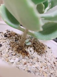 多肉植物初心者です ミロッティの脇芽の付け根から根が伸びてきました こ Yahoo 知恵袋