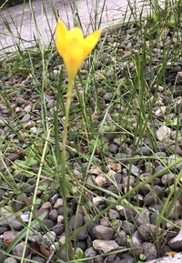 黄色の花の名前は分かる方いらっしゃいますか 葉っぱがなくて Yahoo 知恵袋